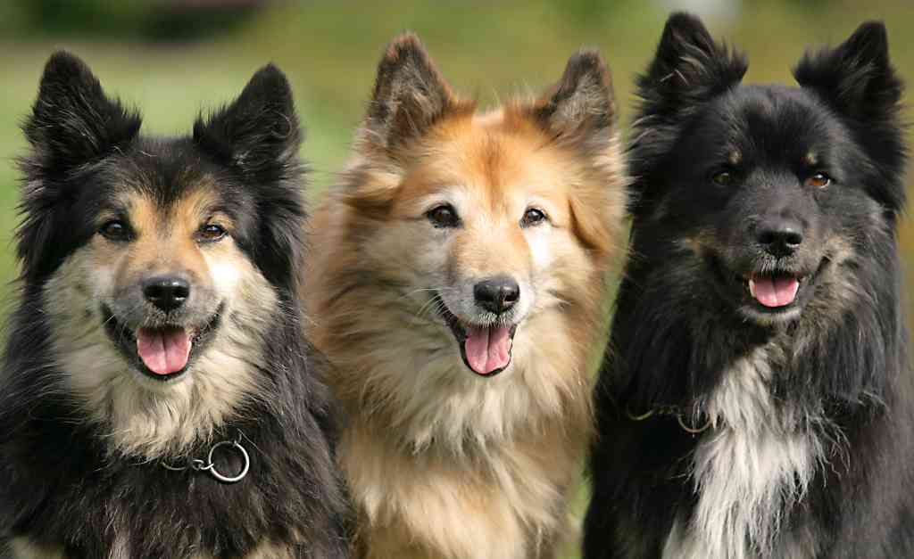 Iceland Dog (Cane d'Islanda) Razza Descrizione Carattere Cuccioli Foto Prezzo