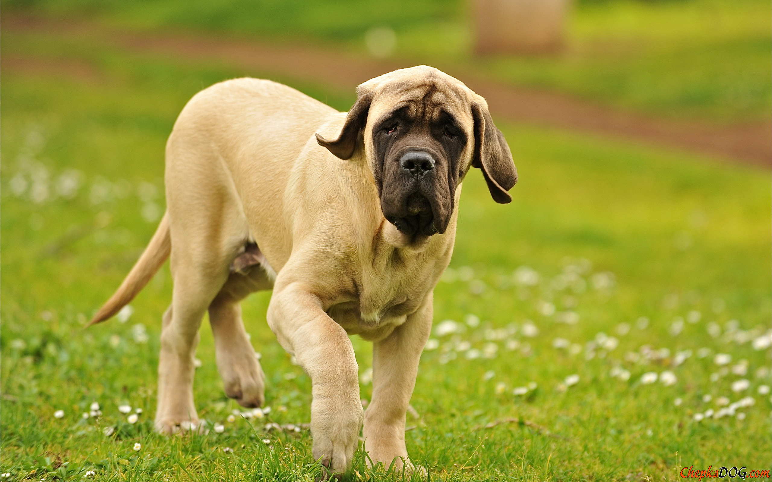 Mastiff (Mastino Inglese) Razza Descrizione Carattere Cuccioli