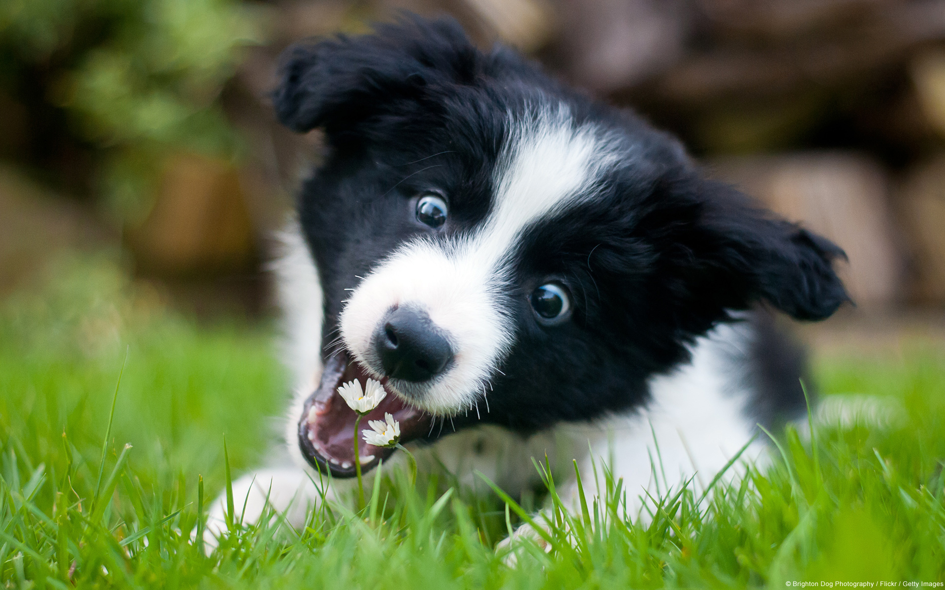Regalo cucciolo Border Collie da Volontario a Trento adorabili cuccioli di border collie