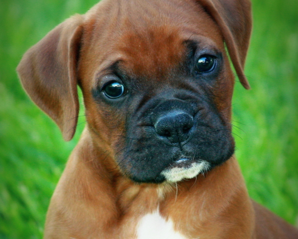 boxer-razza-descrizione-carattere-cuccioli-foto-prezzo