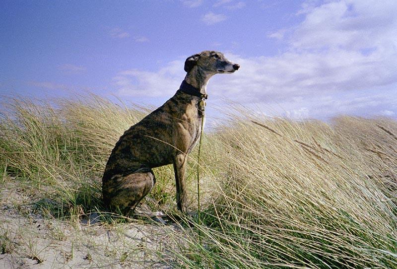 Maglietta Galgo Español Luna - Design Levriero Spagnolo Per Amanti Dei Cani - Foto 14