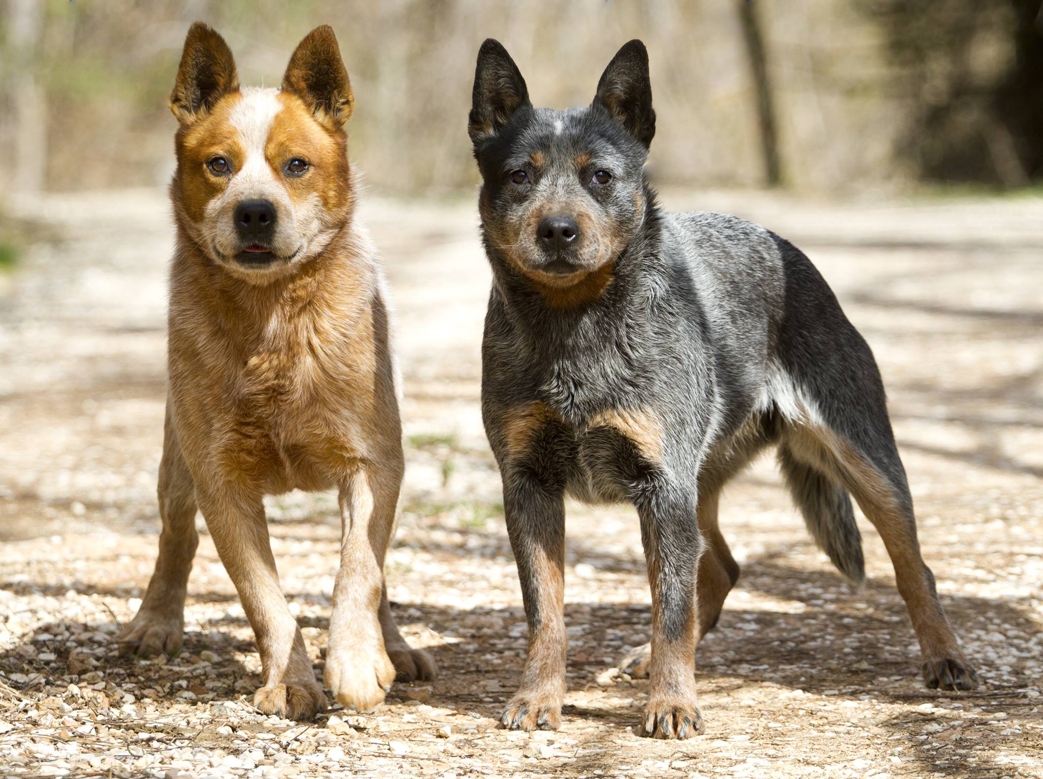 Australian Cattle Dog (Cane da Mandria Australiano) Razza