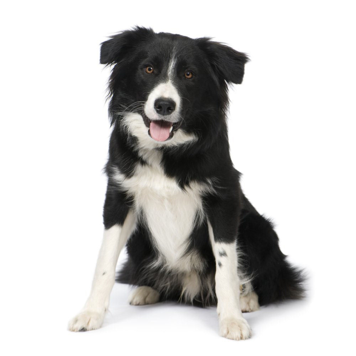 Border Collie Razza Descrizione Carattere Cuccioli