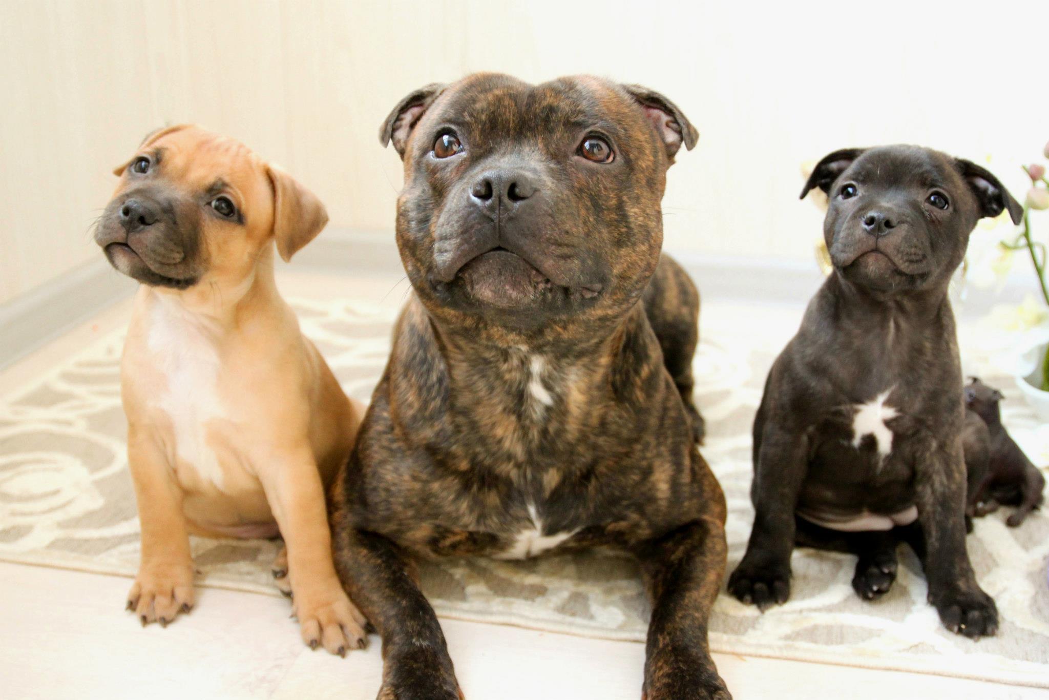 American Staffordshire Terrier: Razza - Descrizione - Carattere ...