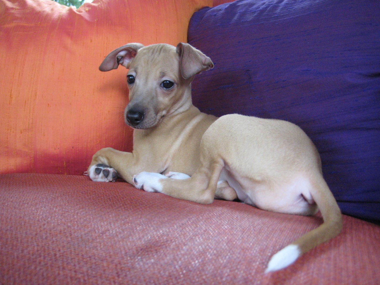 Piccolo levriero italiano Razza Descrizione Carattere Cuccioli