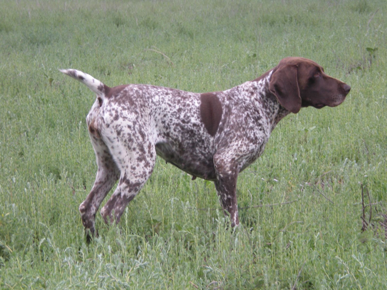 Pointer: Razza - Descrizione - Carattere - Cuccioli - Foto - Prezzo