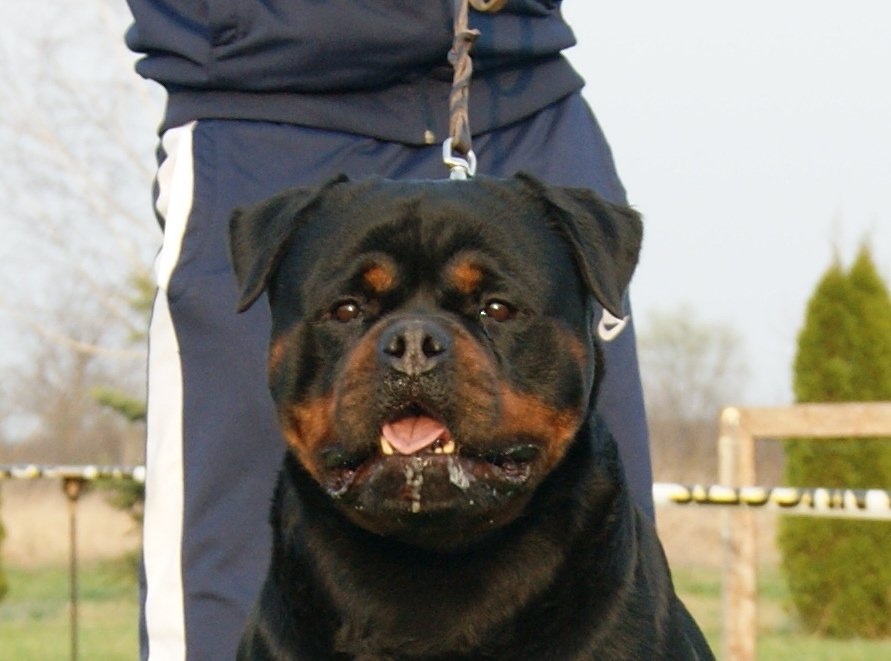 allevamento rottweiler von hause leroy Attività San delle