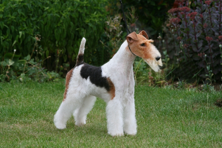 Fox Terrier Razza Descrizione Carattere Cuccioli Foto Prezzo Fox Terrier Razza Descrizione Carattere Cuccioli Foto Prezzo